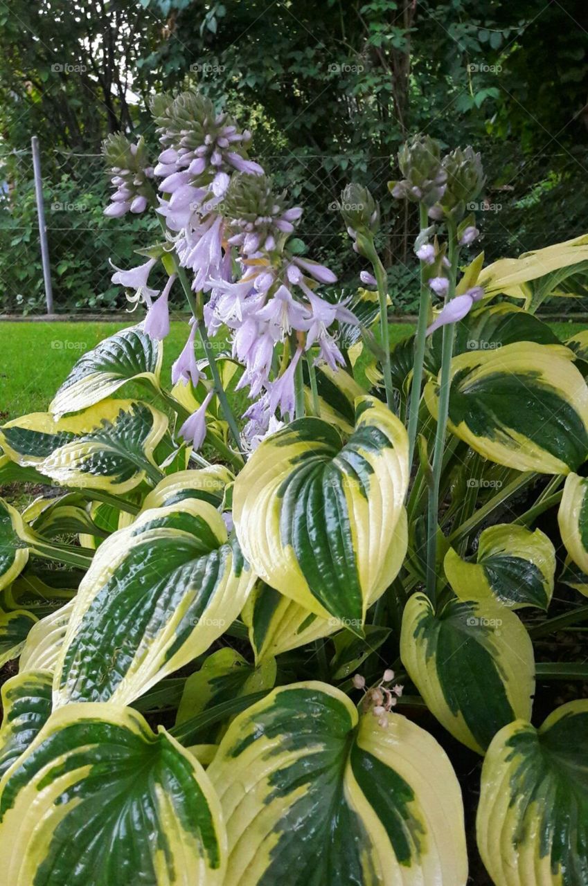 Leaf, Nature, Garden, Flora, No Person