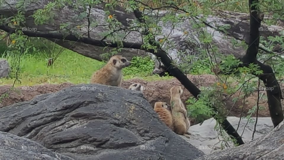 A family of meerkats look on from their comfy perch at Animal Kingdom at the Walt Disney World Resort in Orlando, Florida.