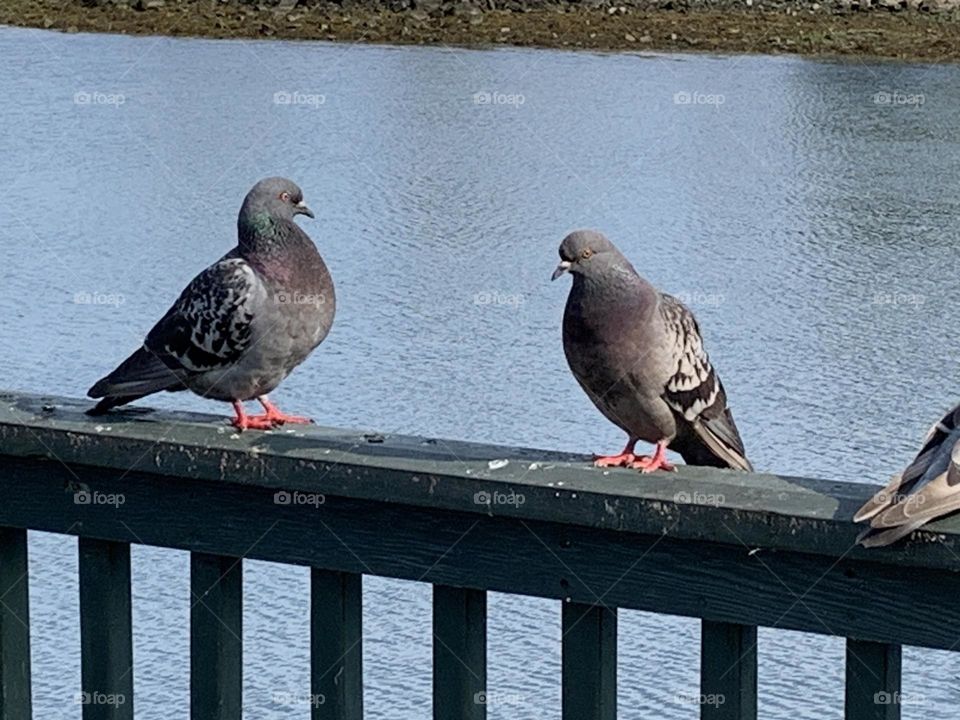 Pigeon Facing Each Other 