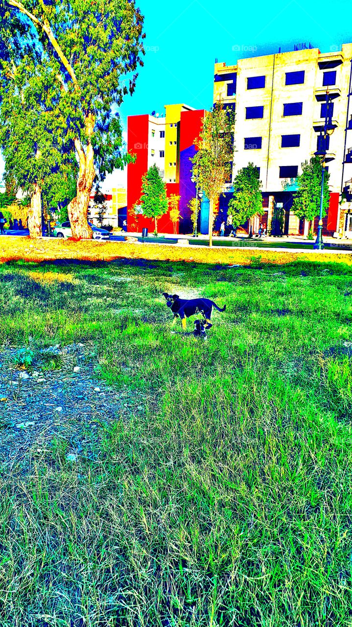 the dogs in nature tangier morroco