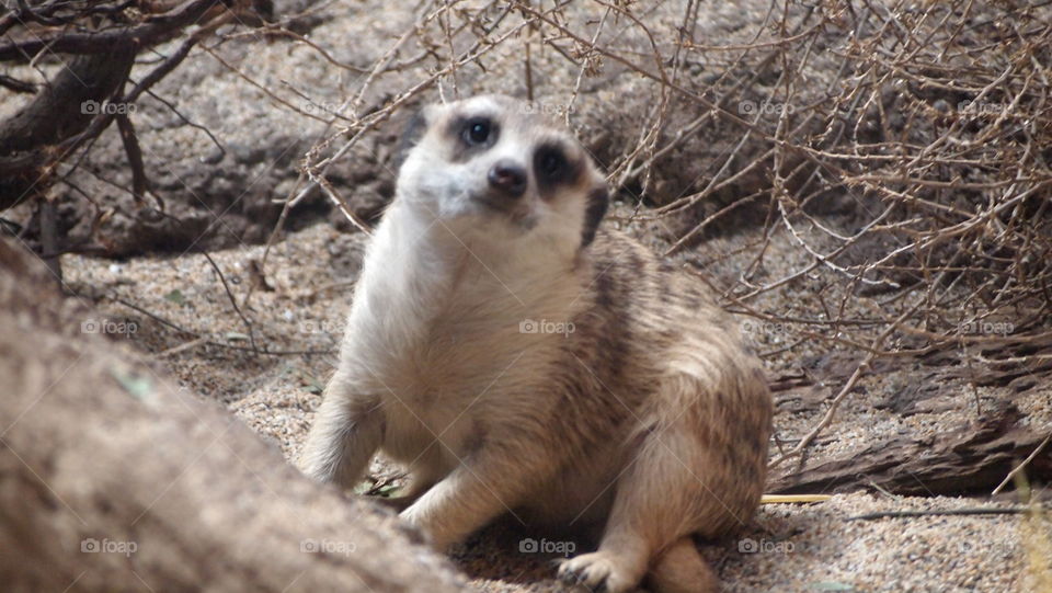 meerkat