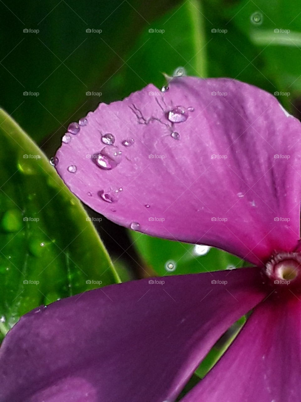 raindrops on pink flower