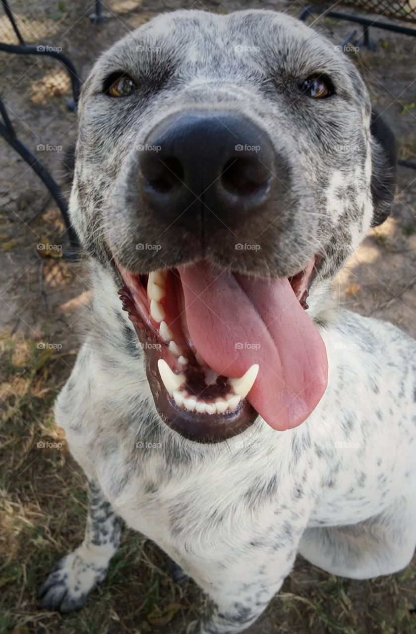 Funny blue heeler dog with a  big smile on her face with her tongue hanging out and her teeth showing a very happy canine