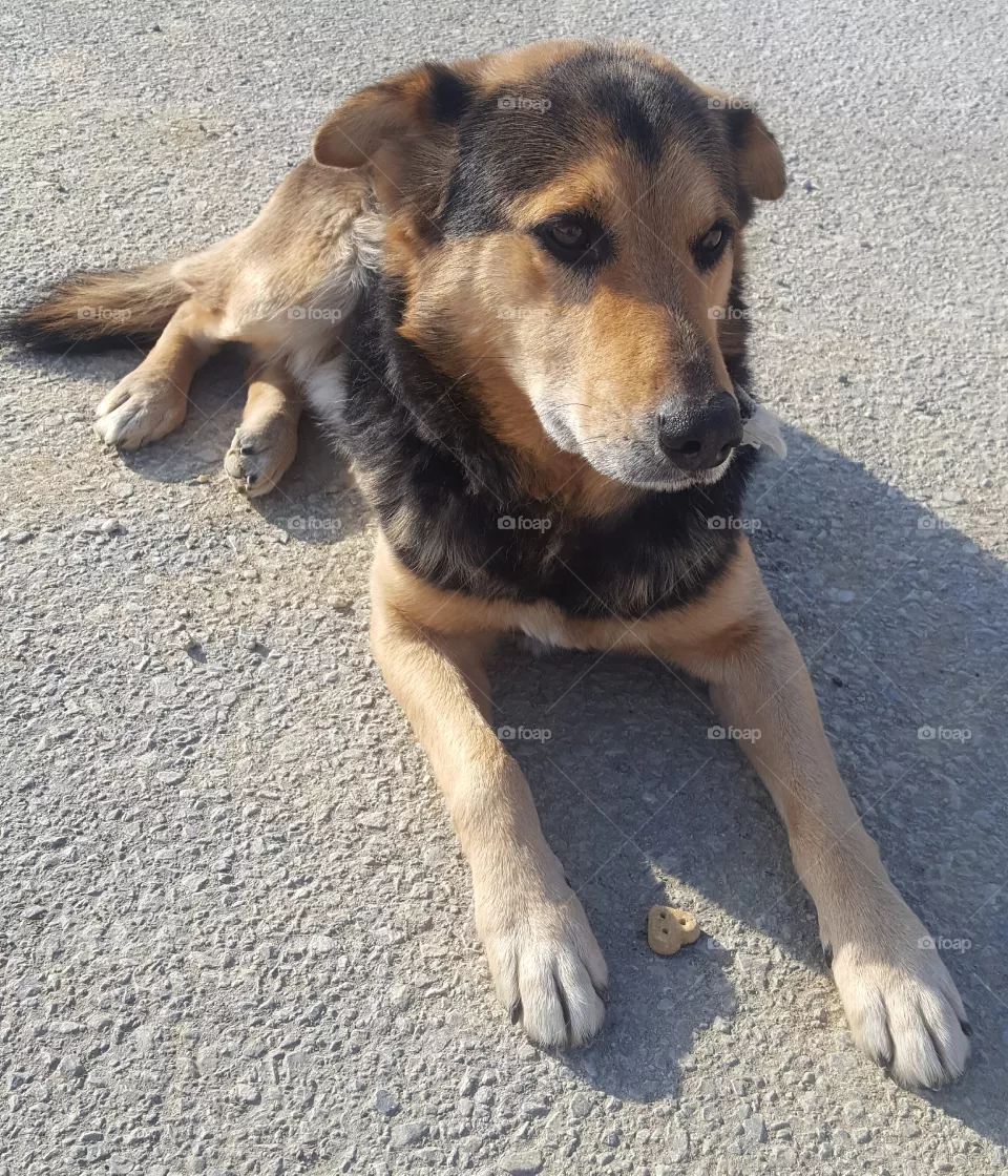 dog