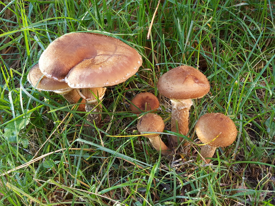 Mushroom growing on grass