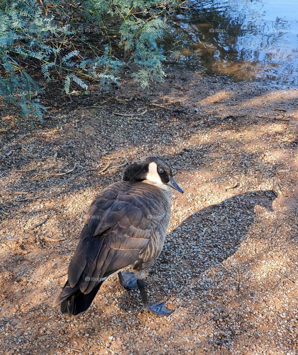 Canadian Goose at the Lake