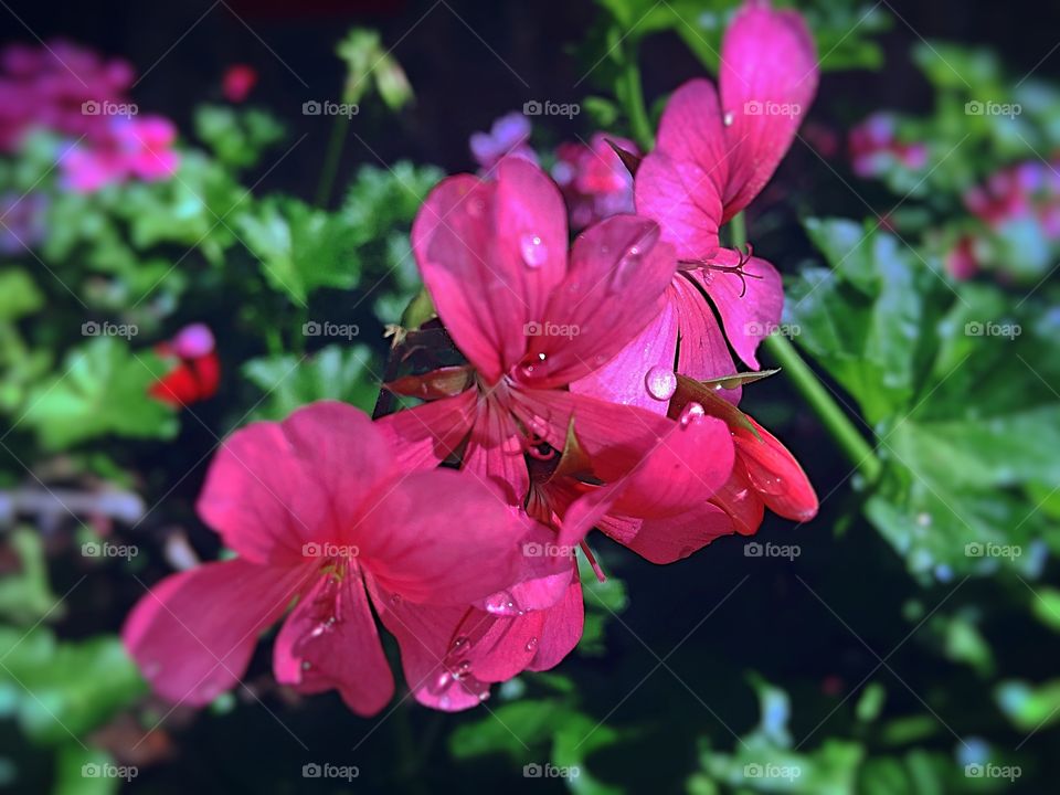 Bright pink exotic flowers, with tiny water droplets. 