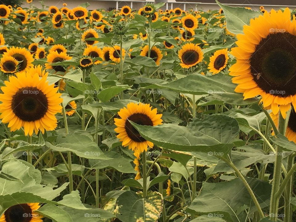 A field of beautiful sunflowers.