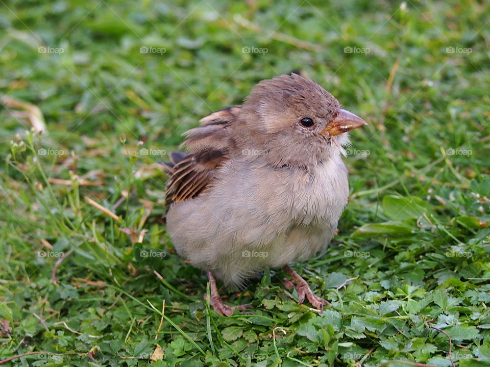 Sparrow