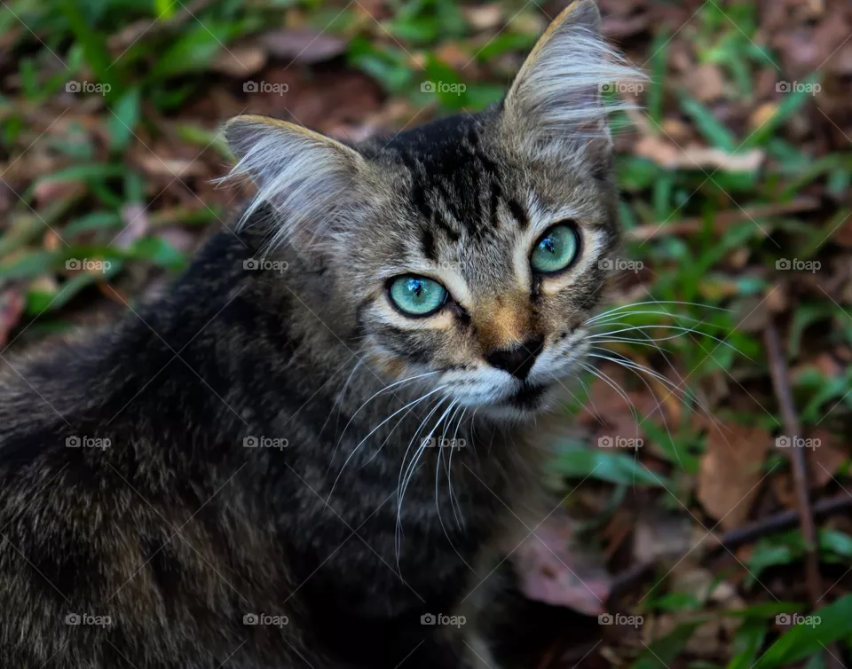 Gato.