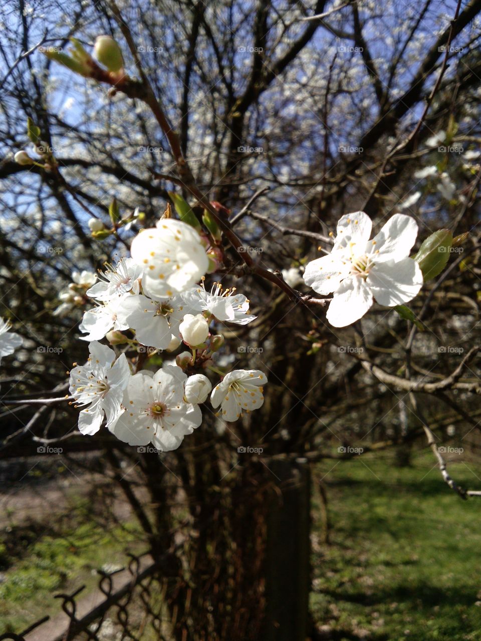 Plum blossom in springtime