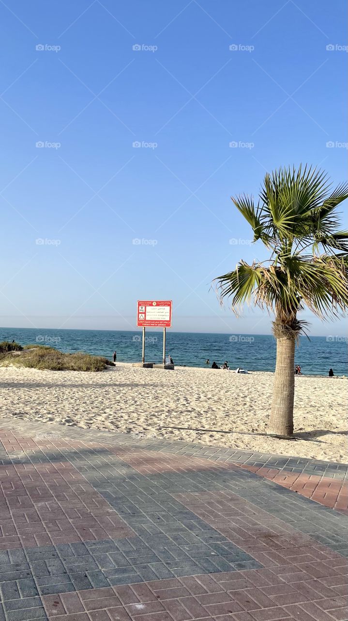 Palm tree and beach 