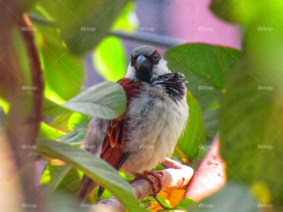 The house sparrow (Passer domesticus) is a bird of the sparrow family Passeridae, found in most parts of the world.