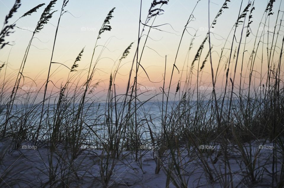 Sea oats