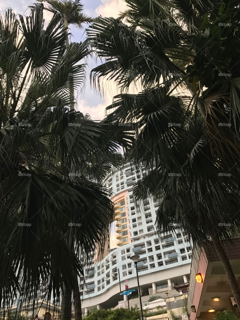 Urban Palm Trees 