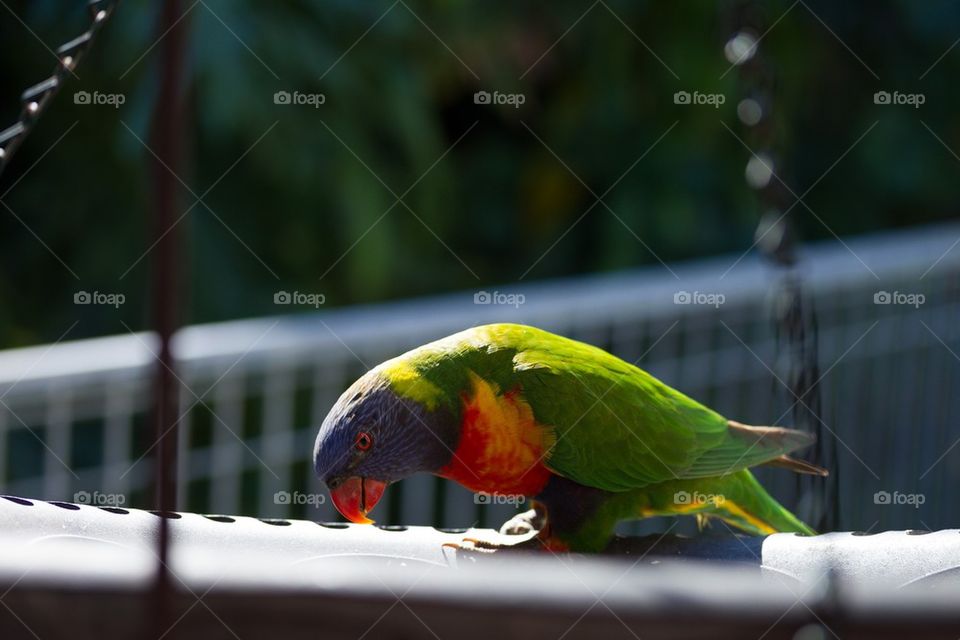 Lorakeet on bird feeder