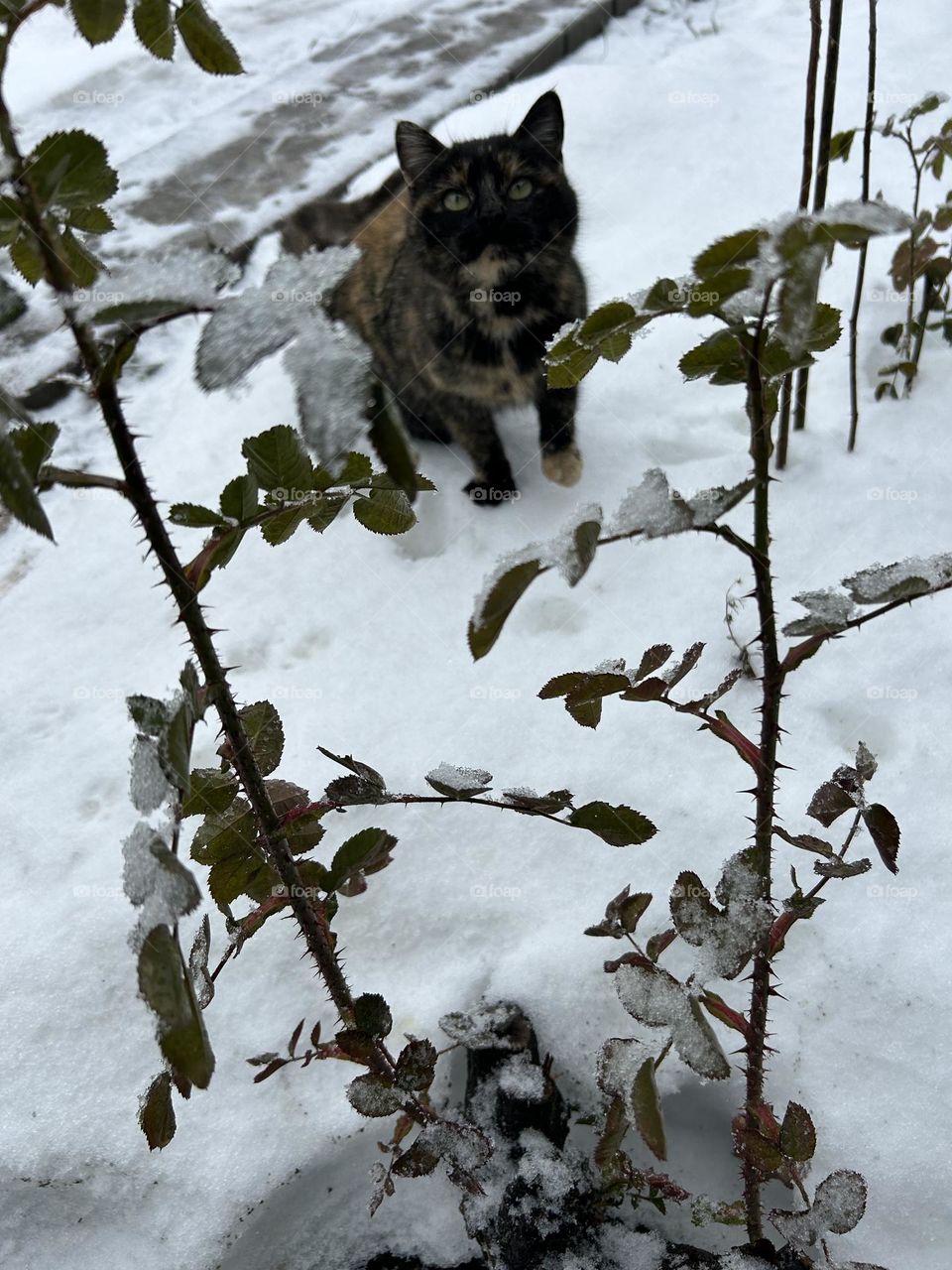 Winter with a cat