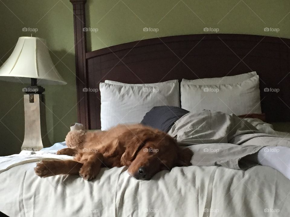 Lazy day for a sleepy dog