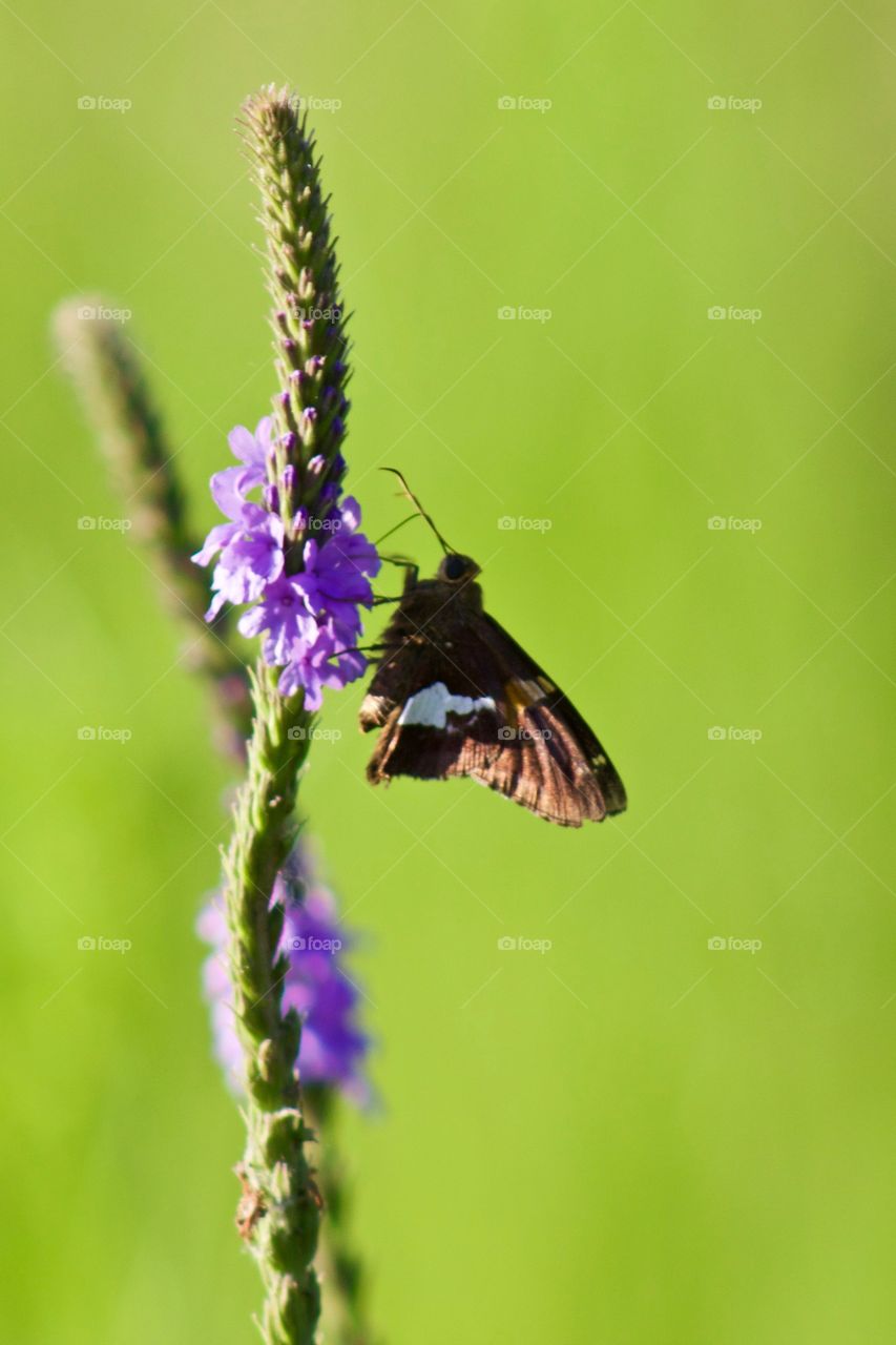 Closeup of a Silver-Spotted Skipper butterfly on a Hoary Vervain plant in a meadow on a sunny summer day