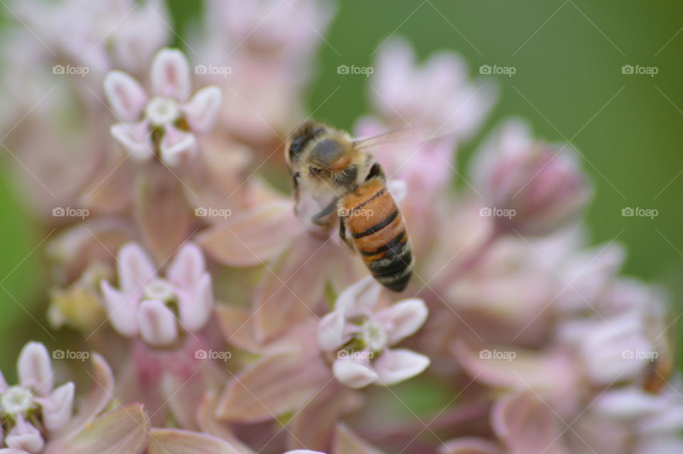 Bee feeding off a flower