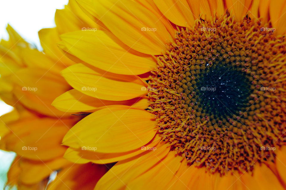 Sunflower closeup