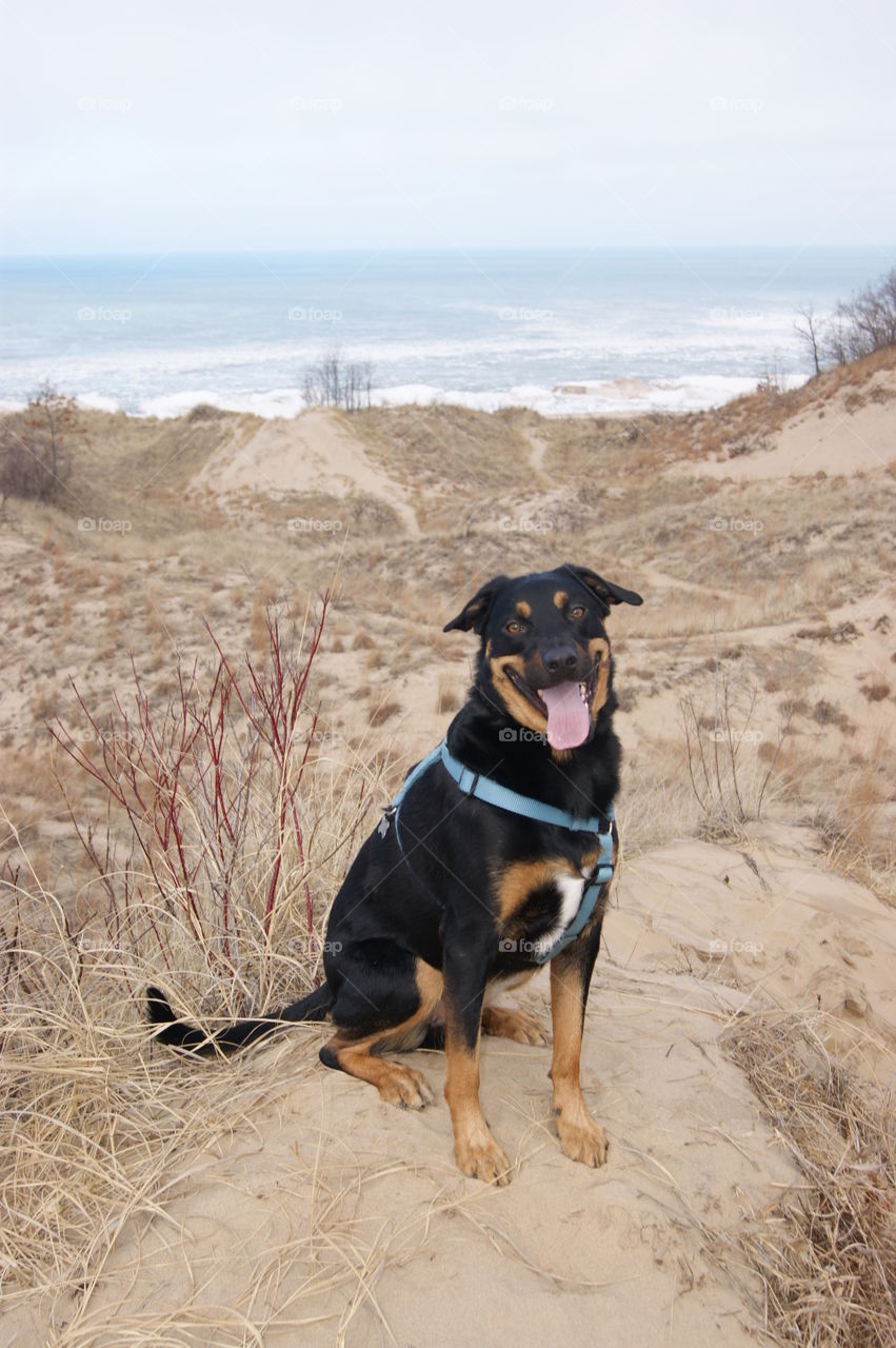Jake loves lake Michigan's sand dunes! 