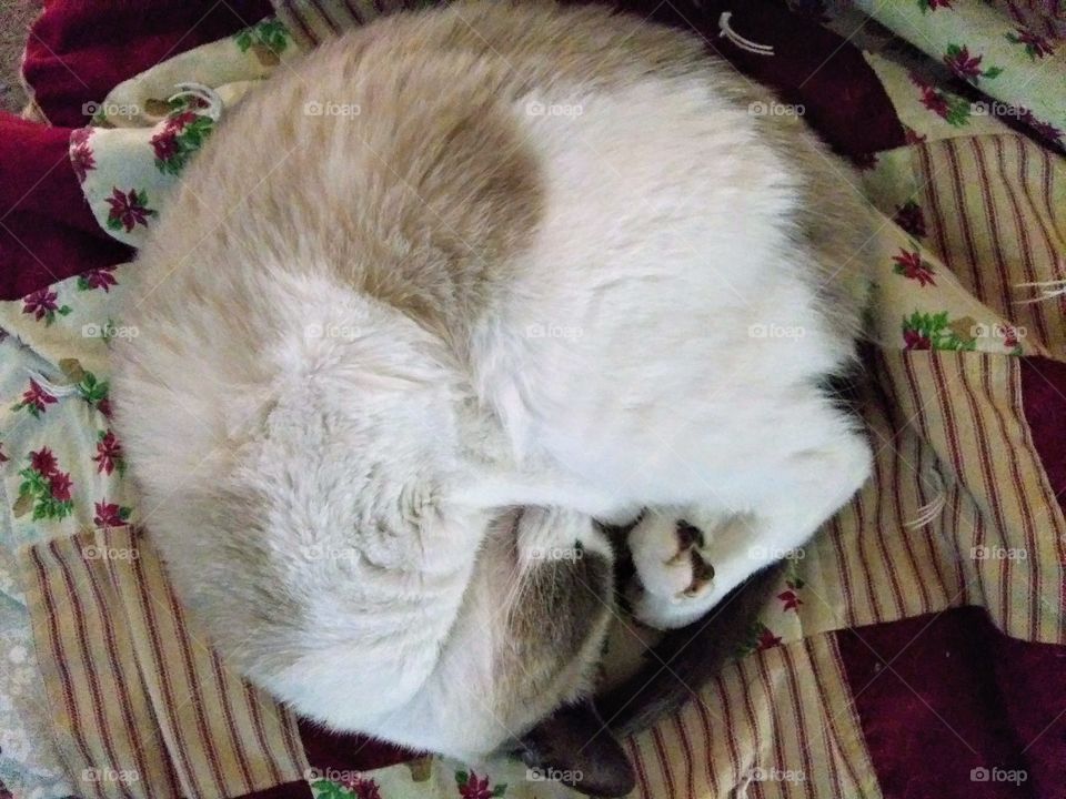 cat curled up for sleep