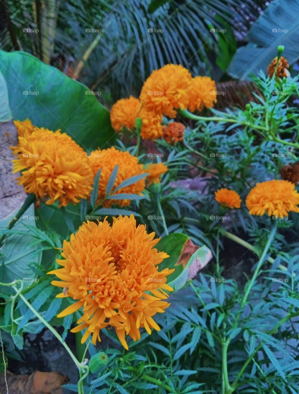 marigold flowers the additional beauty of nature photography