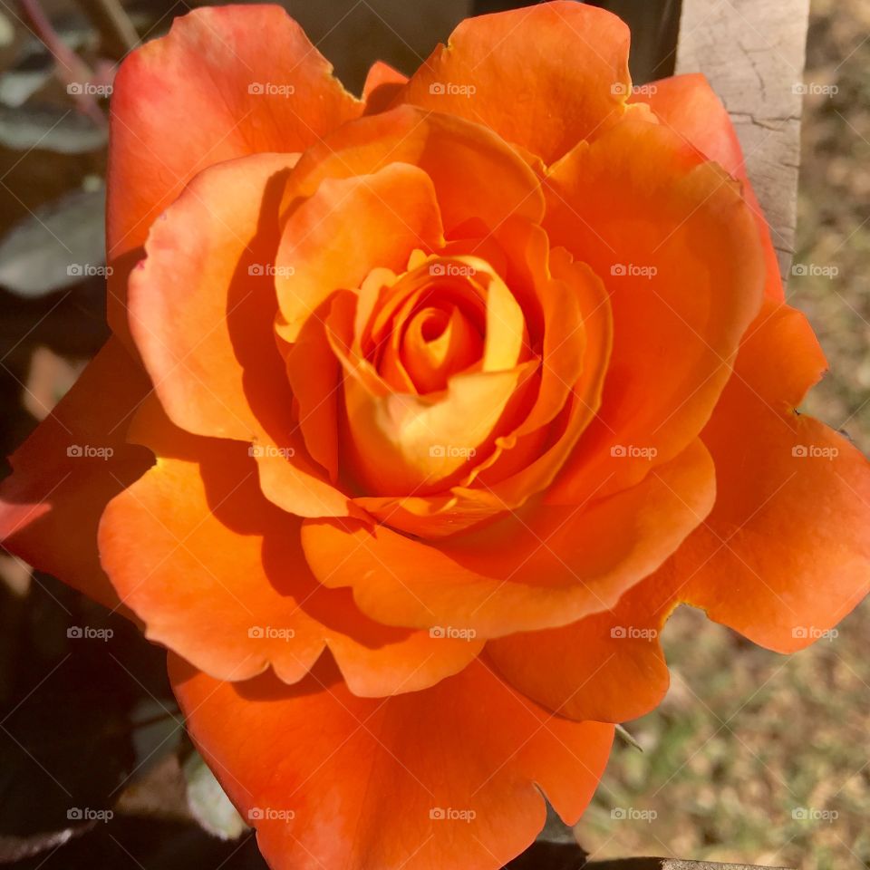 E para completar a sequência de fotos matutinas, nossa #rosa #coral! Com o efeito da luz, ficou #alaranjada (mas continua bonita).