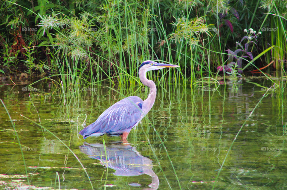 A Great Blue Heron Wade's in the shallow lake water
