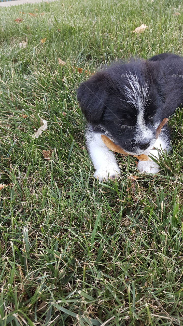 Puppy Summer in Nebraska