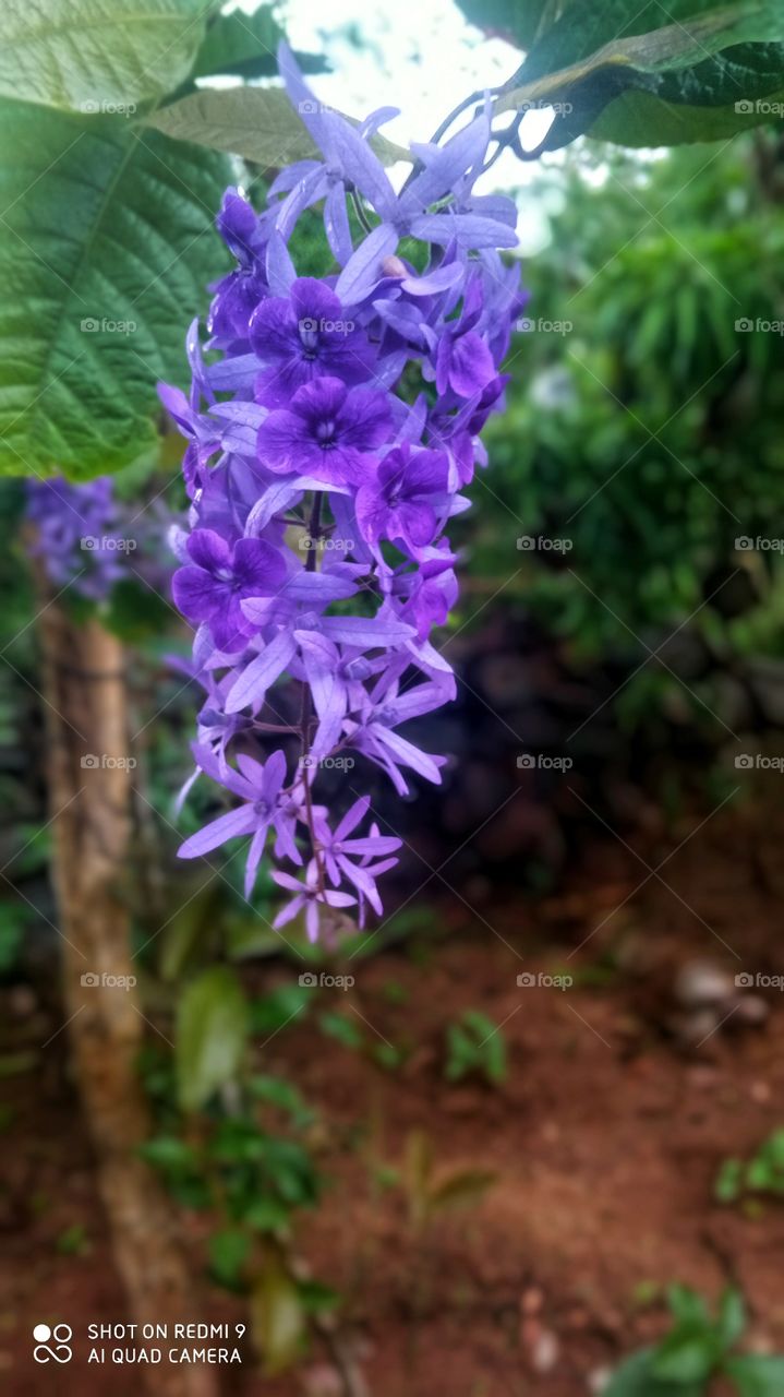 purple colour beautiful flower