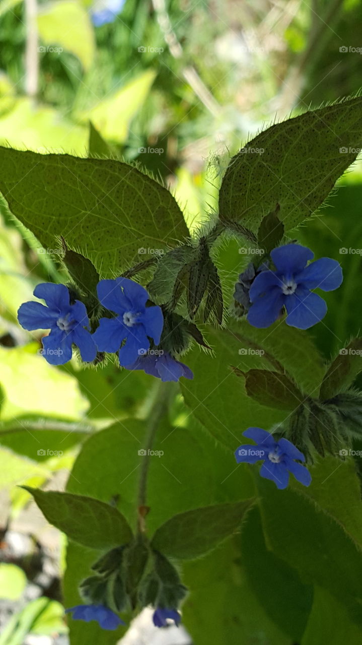 blue flowers