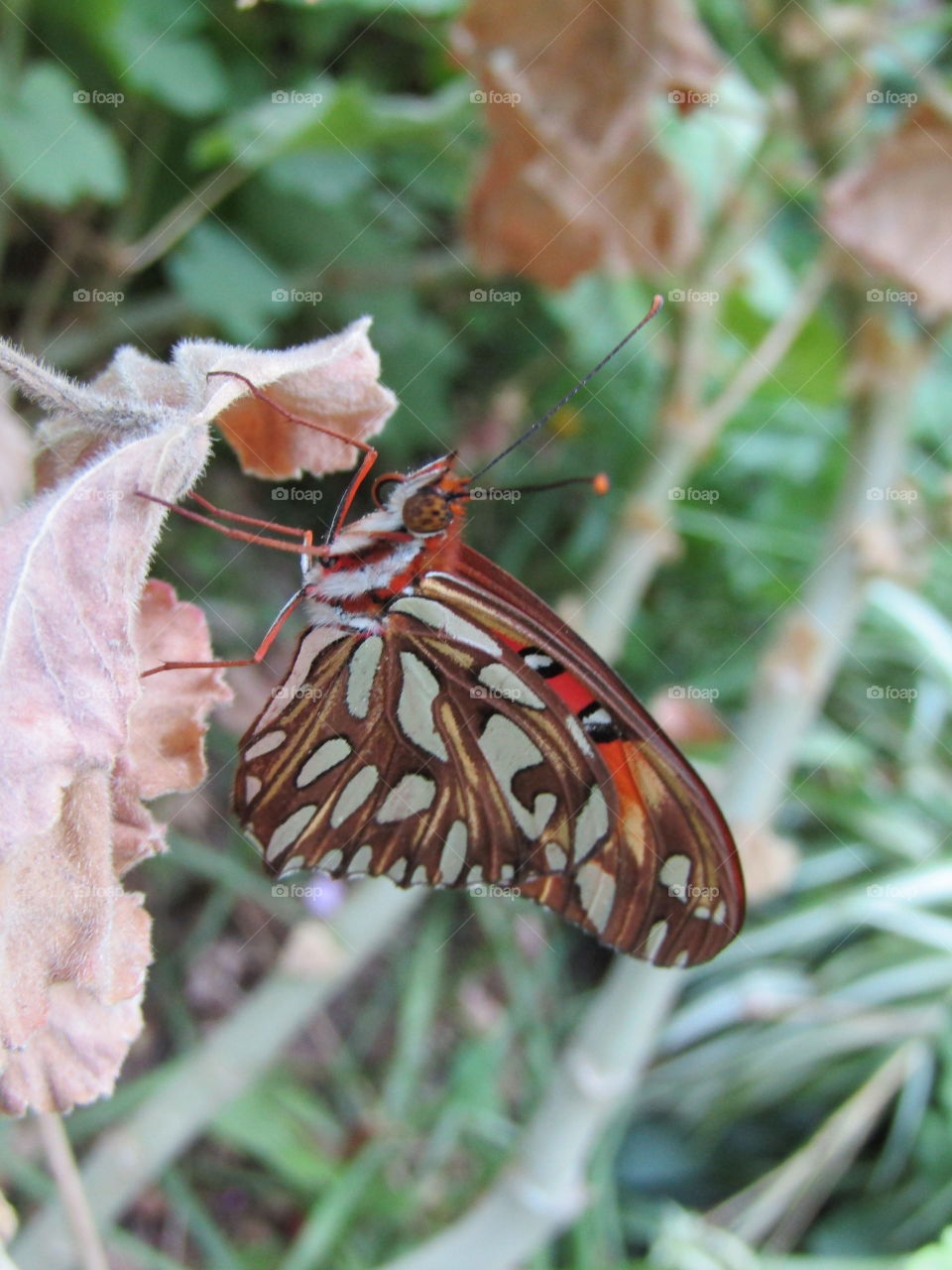 mariposa preparandose para pasar la noche con sus alas cerradas aun asi con bellos colores