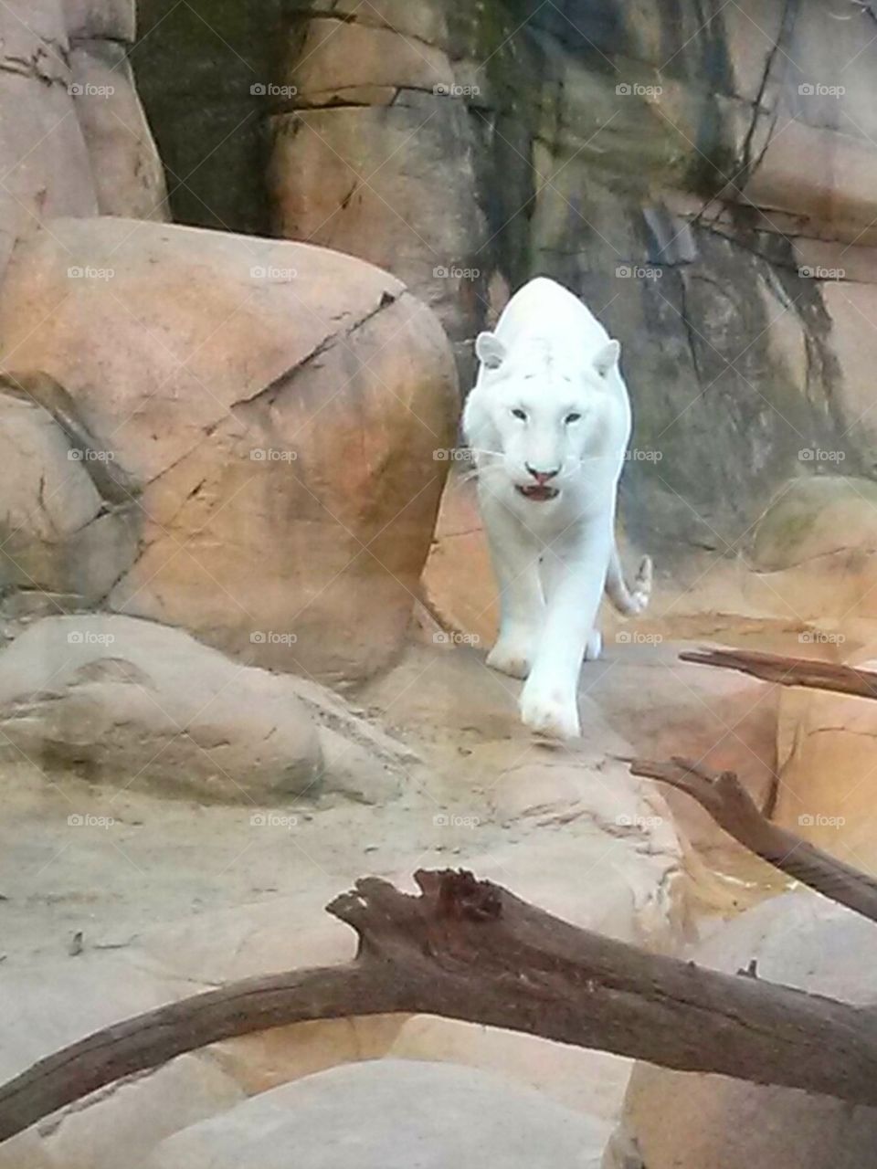 white kitty