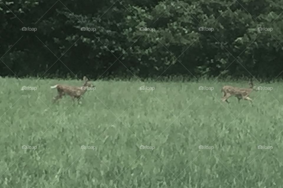 Early Summer Deer