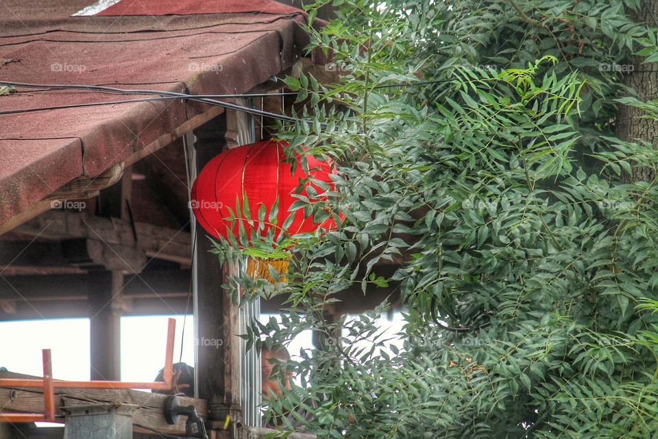 Chinese Lantern