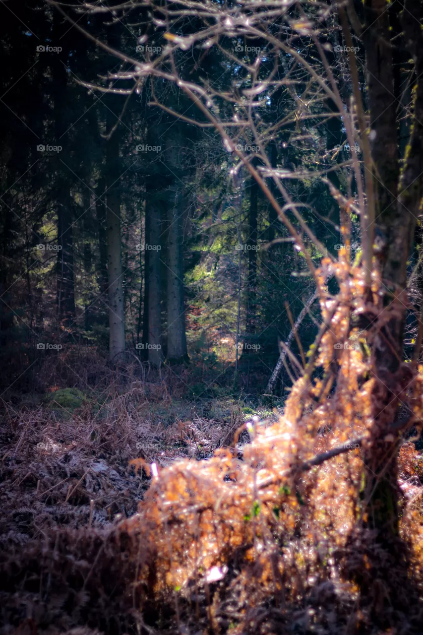 Wald