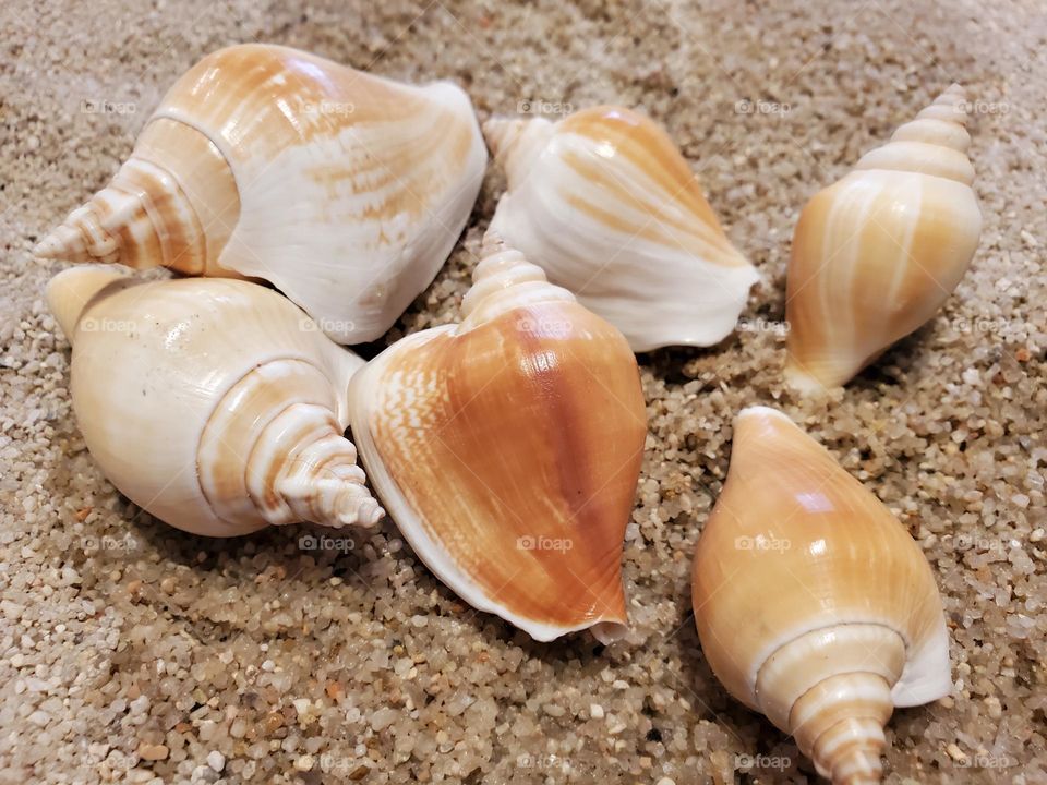Strombus Yellow Conch Shells on Sand