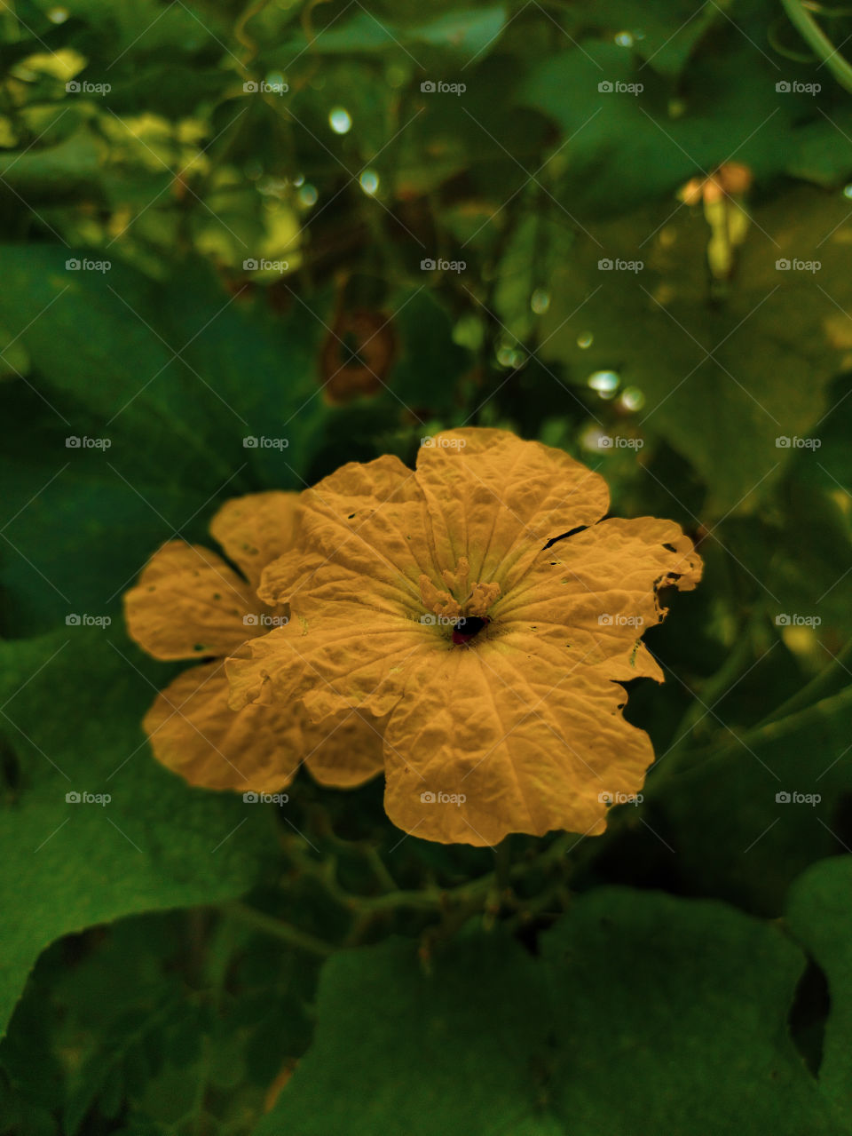 In a few days this flower is going to turn into a bottle gourd..yes!! its a bottle gourd flower.