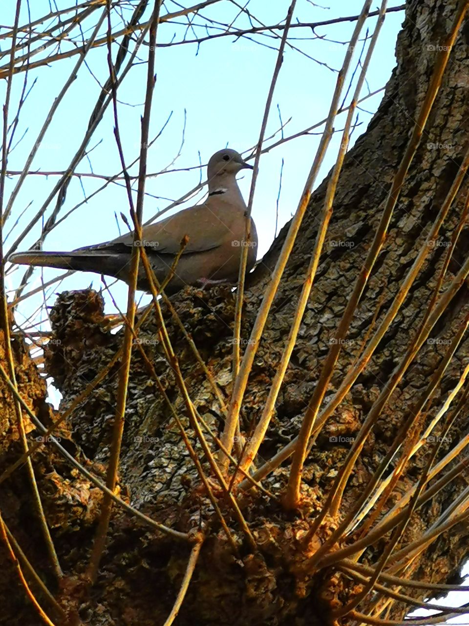 Gran paloma descansando en su árbol favorito