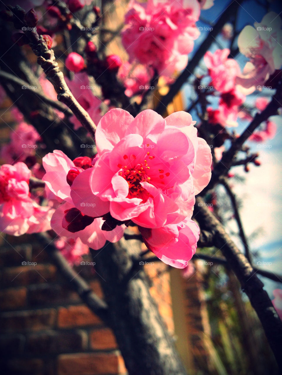 nature pretty pink flower by itsAus