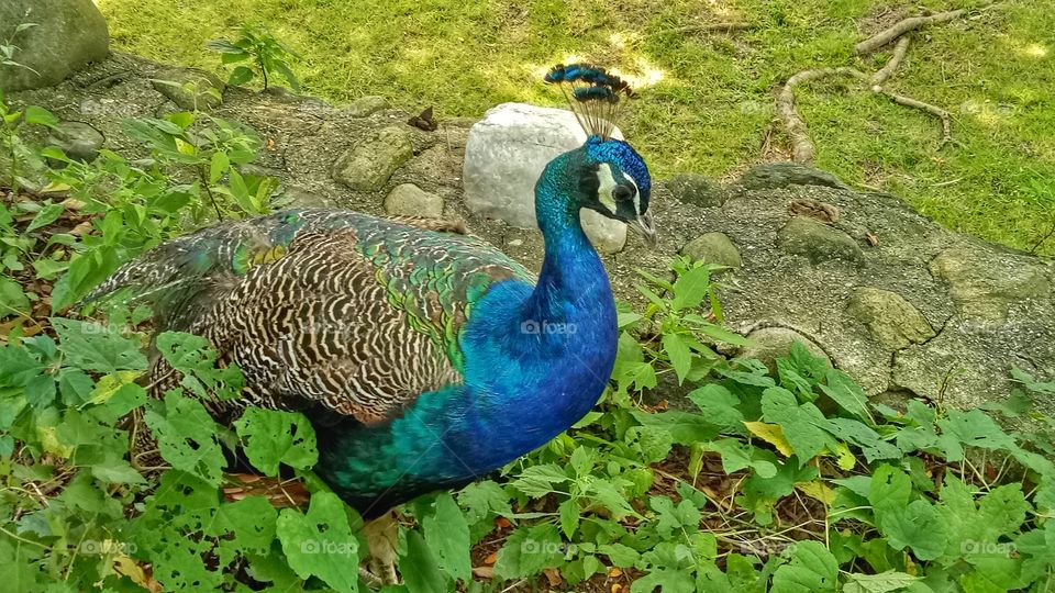 Peacock is extravagant bird, with iridescent blue necks, and bright green tail feathers dotted with eyespots.