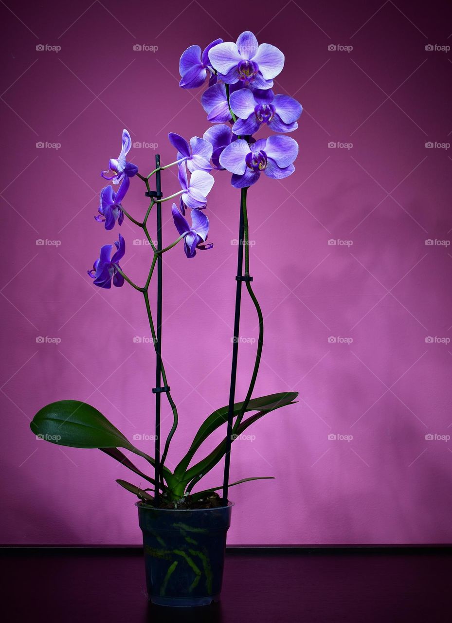 Orchid plant 