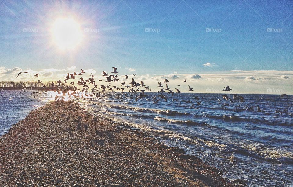 Flock of birds flying at sea