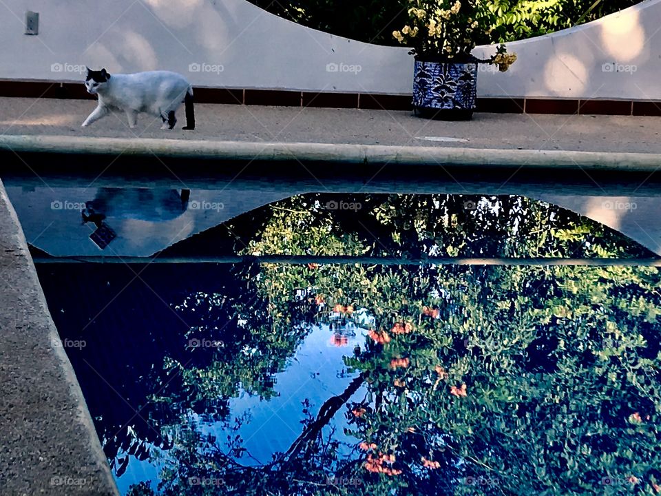 A red blossomed tulip tree and blue sky are reflected in a blue swimming pool as a house cat walks the edge