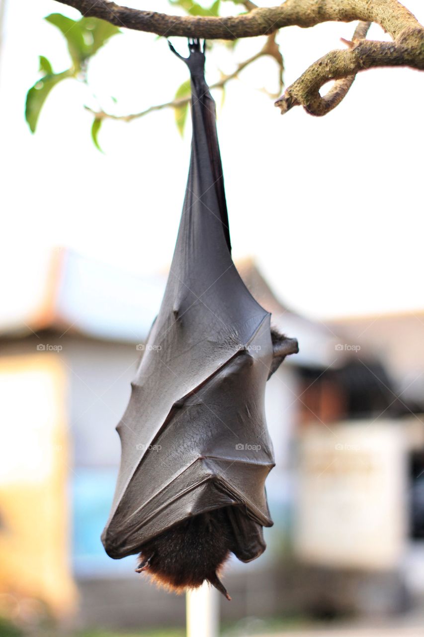 sleeping bat hanging on the tree