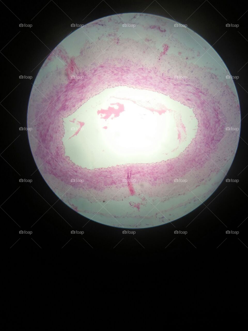Histology of human tissue, show epithelium cell, connective tissue and muscle tissue with microscope view