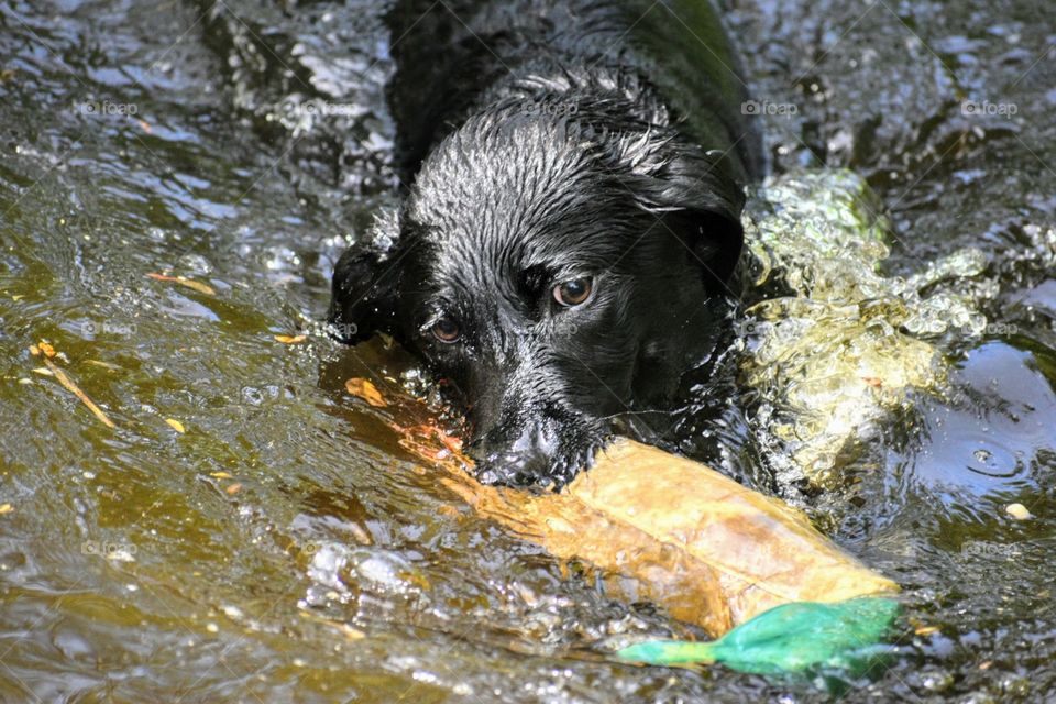 A young black Labrador retriever wrestles a duck training toy in the splashing, cool waters.