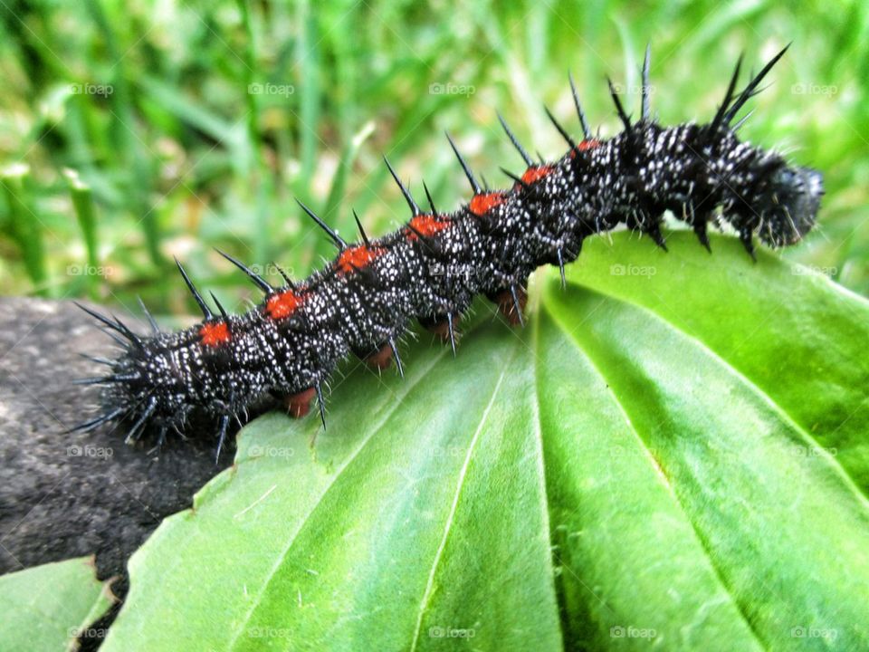 caterpillar 